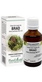 BRAD - muguri - gemoderivat - 50ml - PlantExtrakt - poza 1