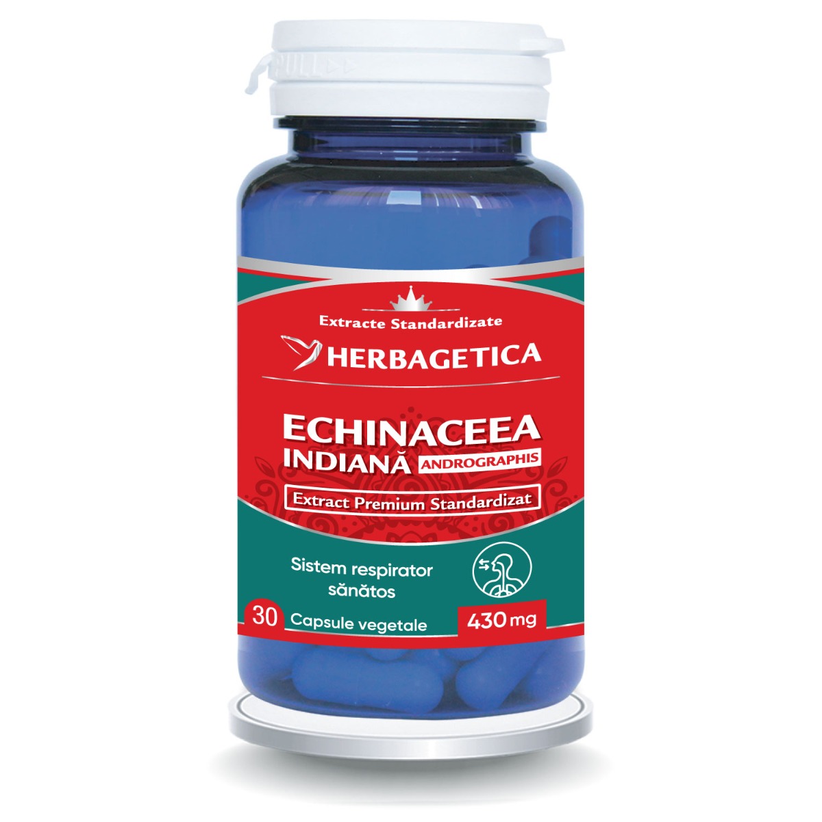 Echinaceea Indiana