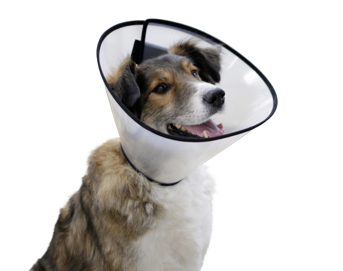 Guler de protectie pentru animale, XXS, semitransparent, 1 buc